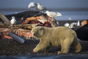 Un oso polar joven se prepara para alimentarse con los restos de ballenas de Groenlandia cazadas legalmente durante la pesca anual de subsistencia que se realiza en la localidad de Kajtovik, en el estado de Alaska (Estados Unidos),