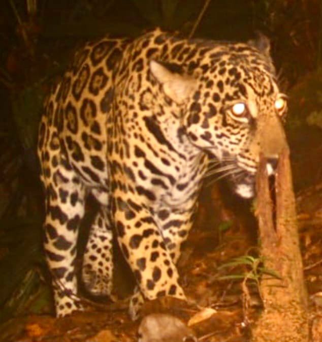 Jaguar avistado en Bahía Málaga.
