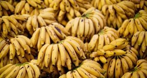 Los bananos son el alimento que más exporta el país.