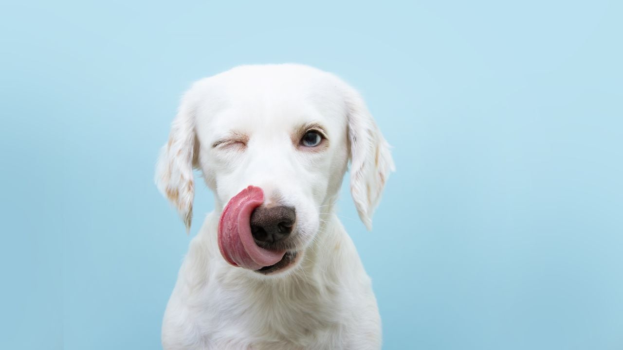 Perro hambriento, perro con hambre saca la lengua.