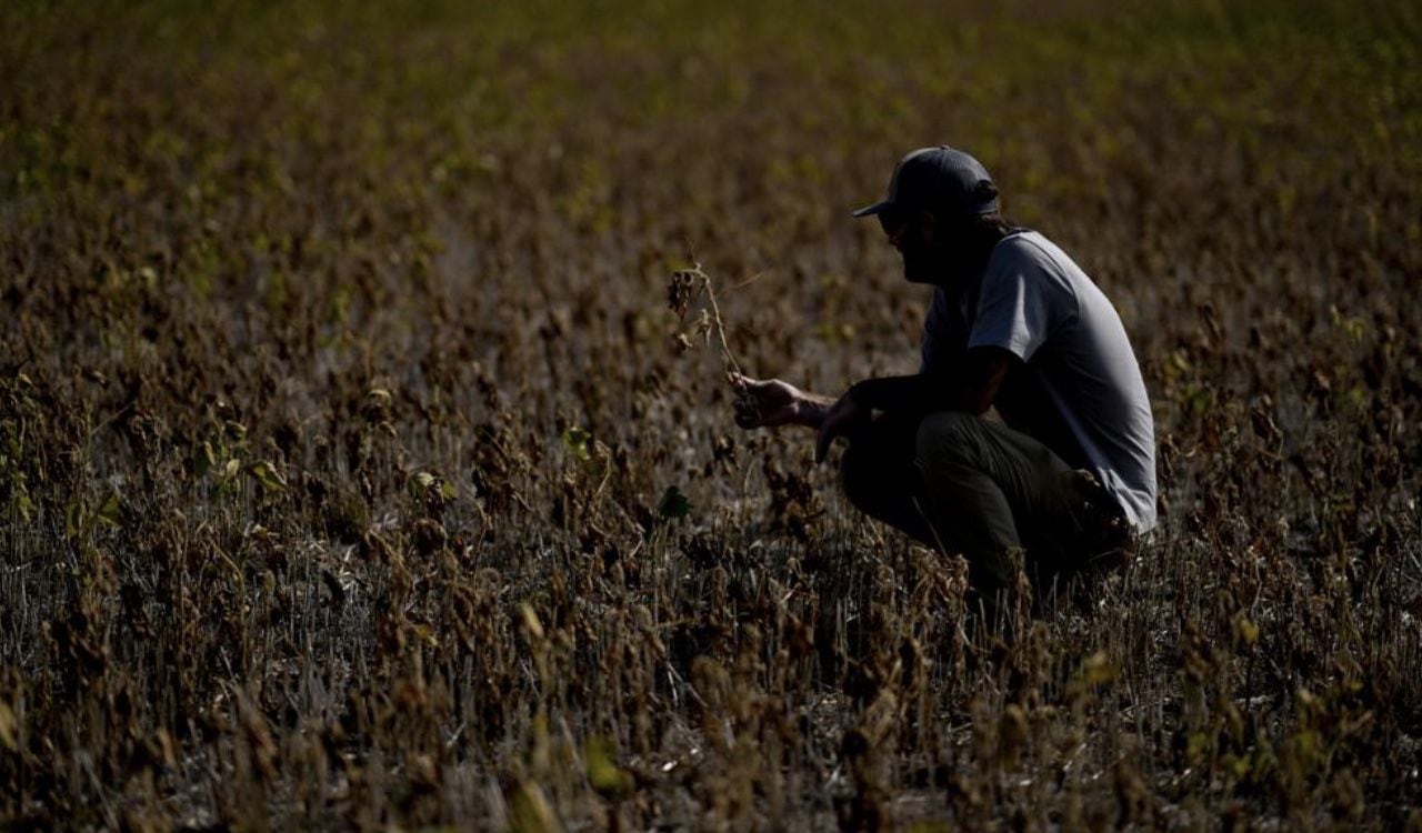 Un campesino argentino sostiene una planta de soja seca debido a la sequía que afronta el país