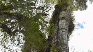 ALERCE MILENARIO: ¿El árbol más antiguo del mundo crece en una quebrada de Chile? vía @ScienceMagazine
