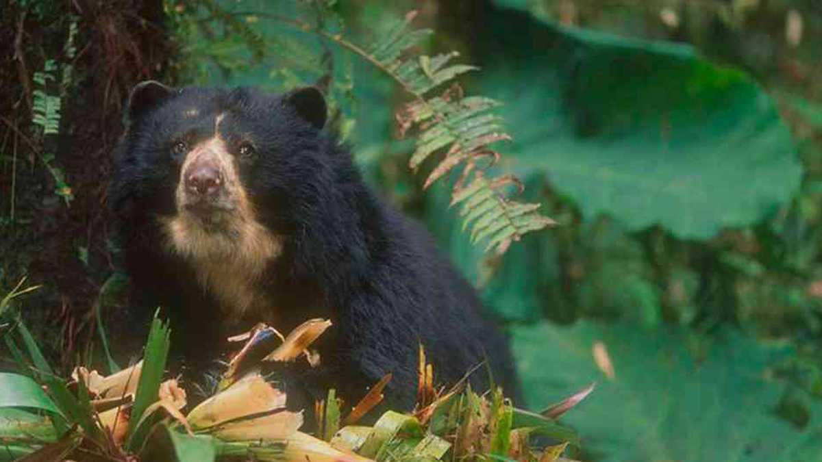 El oso de anteojos es uno de los animales en vía de extinción. Esta especie ayuda a la renovación de los bosques, de ahí su importancia de salvaguardarlo. Foto: archivo/Semana. 