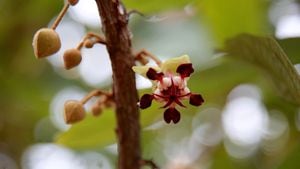 El copoazú, la fruta tropical conocida como el cacao blanco amazónico, cada vez es más reconocido en el mercado debido a su alto contenido de fósforo, pectina y vitamina C.