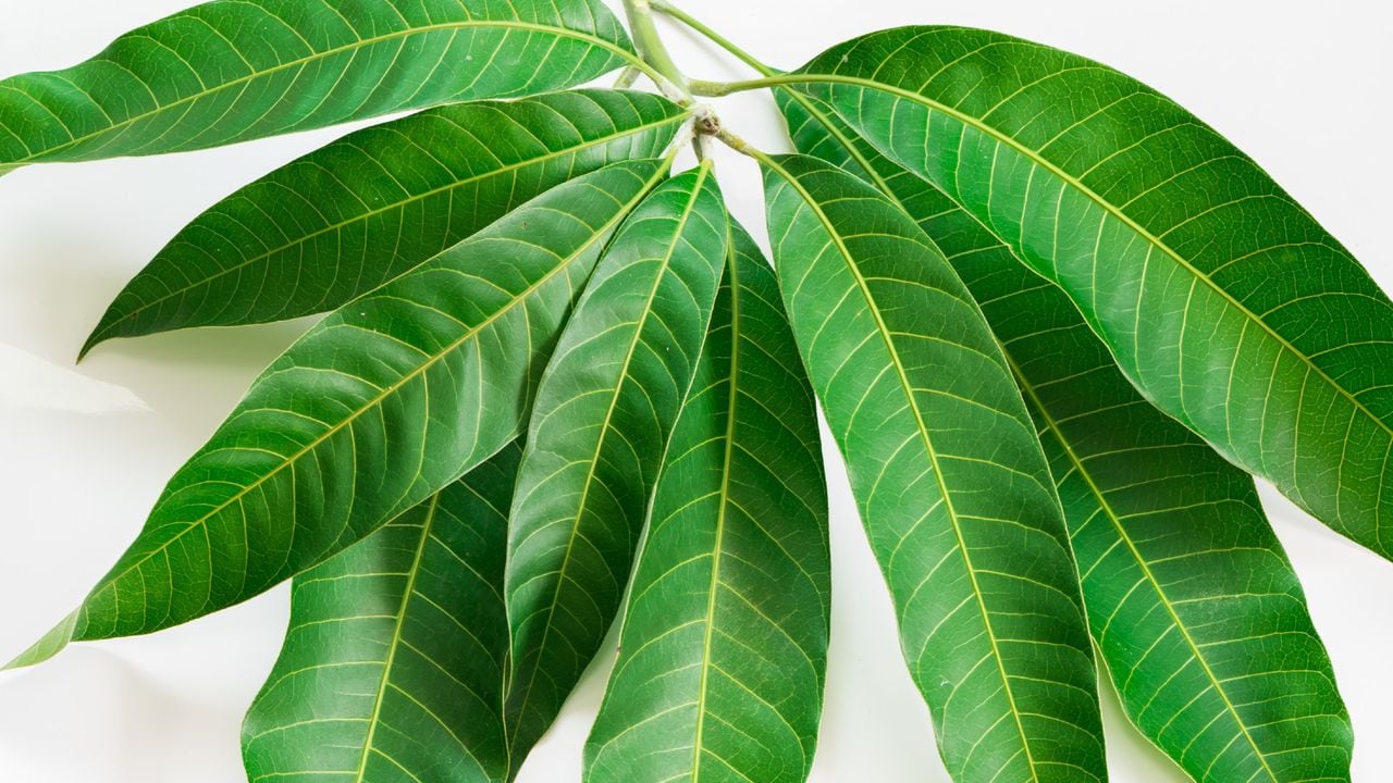 La infusión de las hojas de mango sirven como tratamiento coadyuvante de la angiopatía diabética y la retinopatía diabética.
