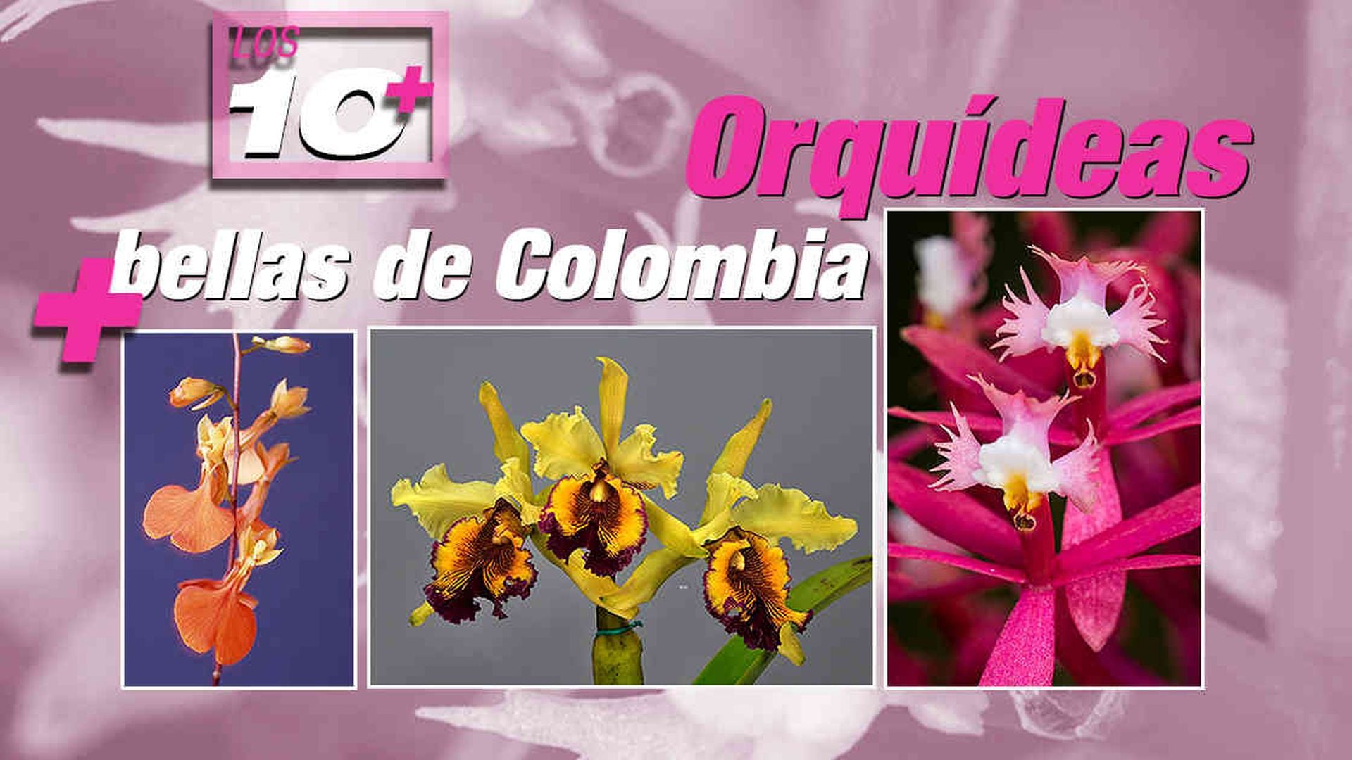 Orquídeas de Colombia: las diez más bellas del país