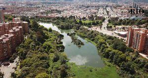 Córdoba es el humedal líder en aves en Bogotá, con un total de 152 especies registradas. Foto: Nicolás Acevedo Ortiz.  