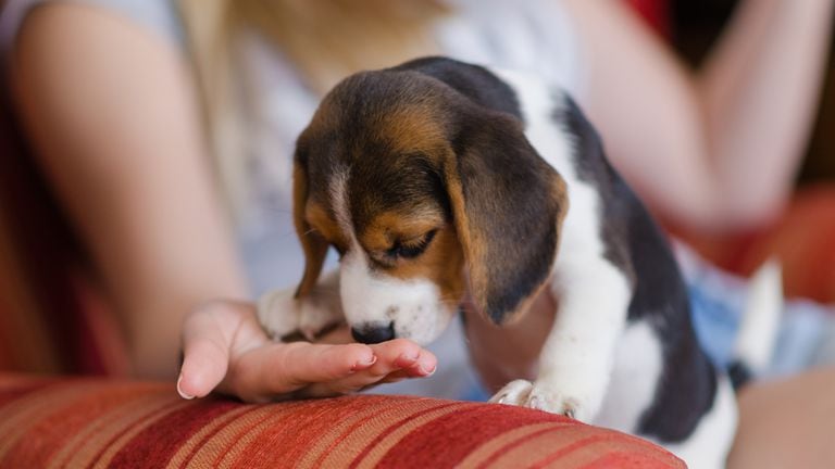 ¿Los perros pueden detectar el estrés de los humanos por medio del olfato?