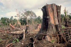 La deforestación en la Amazonía está en su nivel más alto. En el primer trimestre de 2022, se perdieron más 940 kilómetros cuadrados de bosque solo en Brasil.