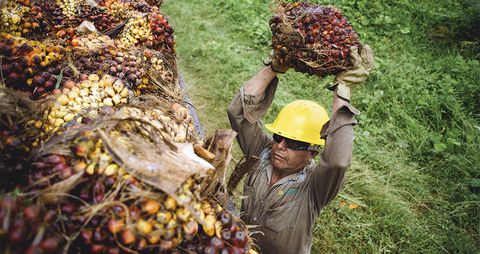 La palma está en las zonas más complicadas del país, como el Catatumbo o María La Baja, donde entrega servicios, empleos y productividad.