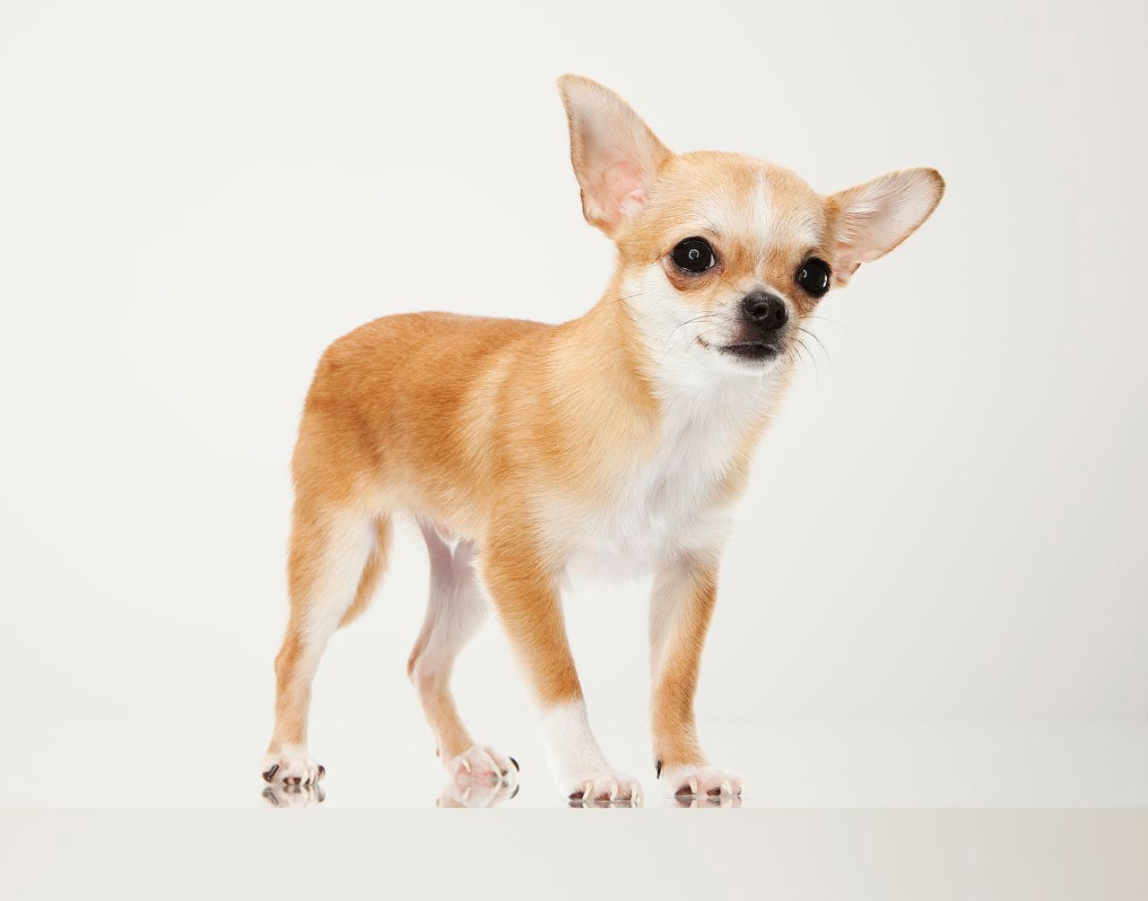 El chihuahua es uno de los perros más pequeños.