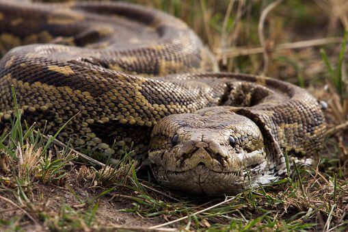 Las serpientes pitón fueron introducidas en Florida en la década de 1970.