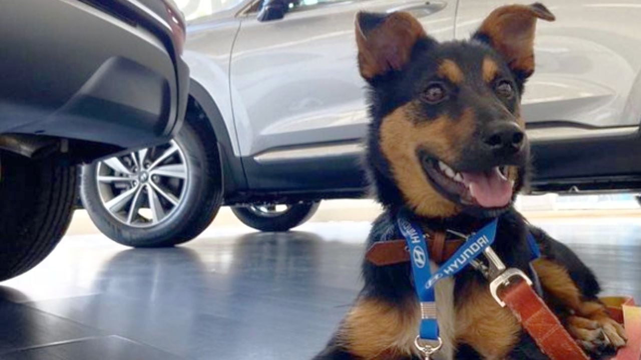Kona’N, el perrito que se convirtió en vendedor de carros en Bogotá