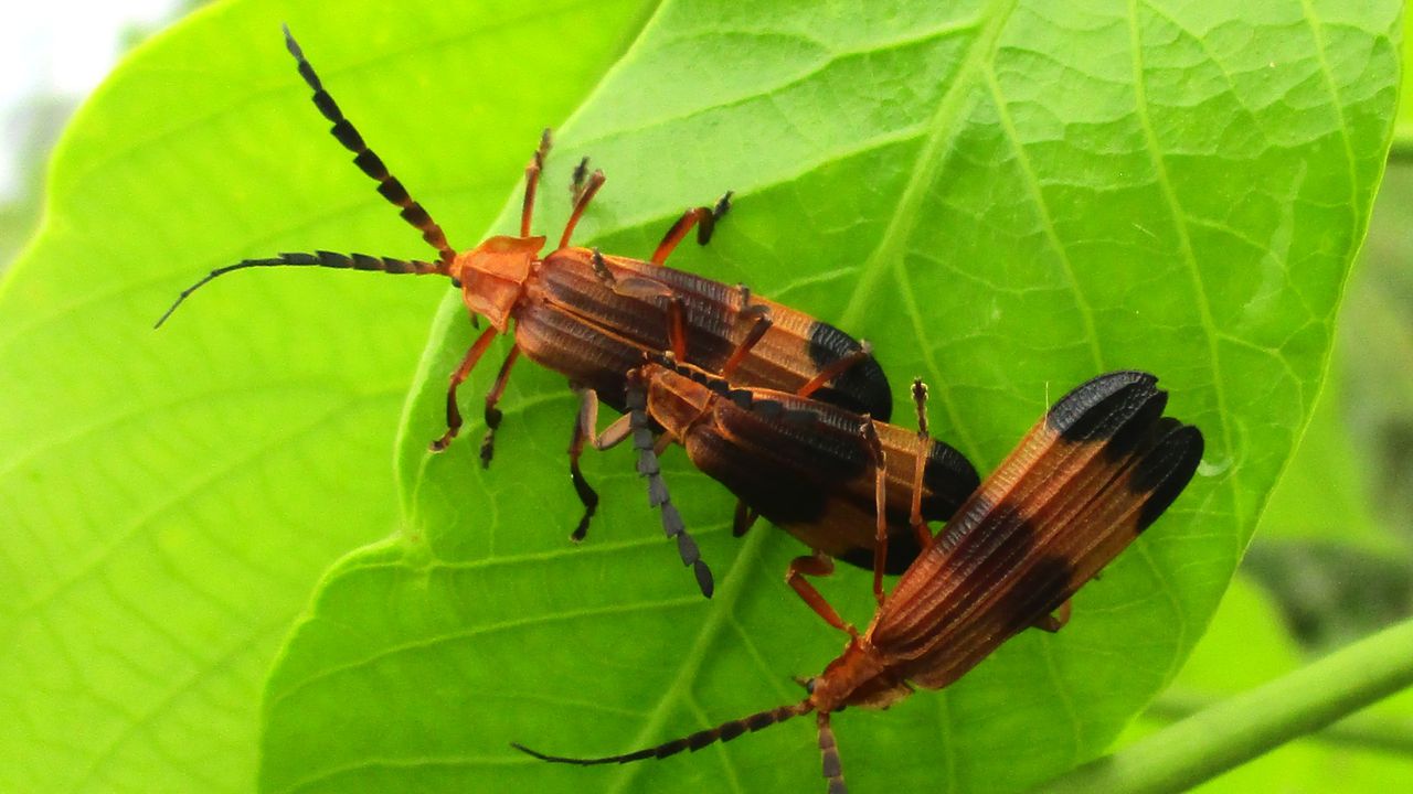 Escarabajo alas de red en hojas de caucho.