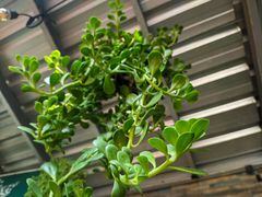 árbol de jade colgante