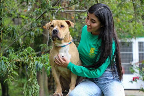 Este fin de semana habrá jornada de adopción de perros y gatos en Bogotá.