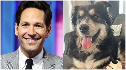 Por sus gestos actor estadounidense fue comparado con un perro que, finalmente, fue adoptado.