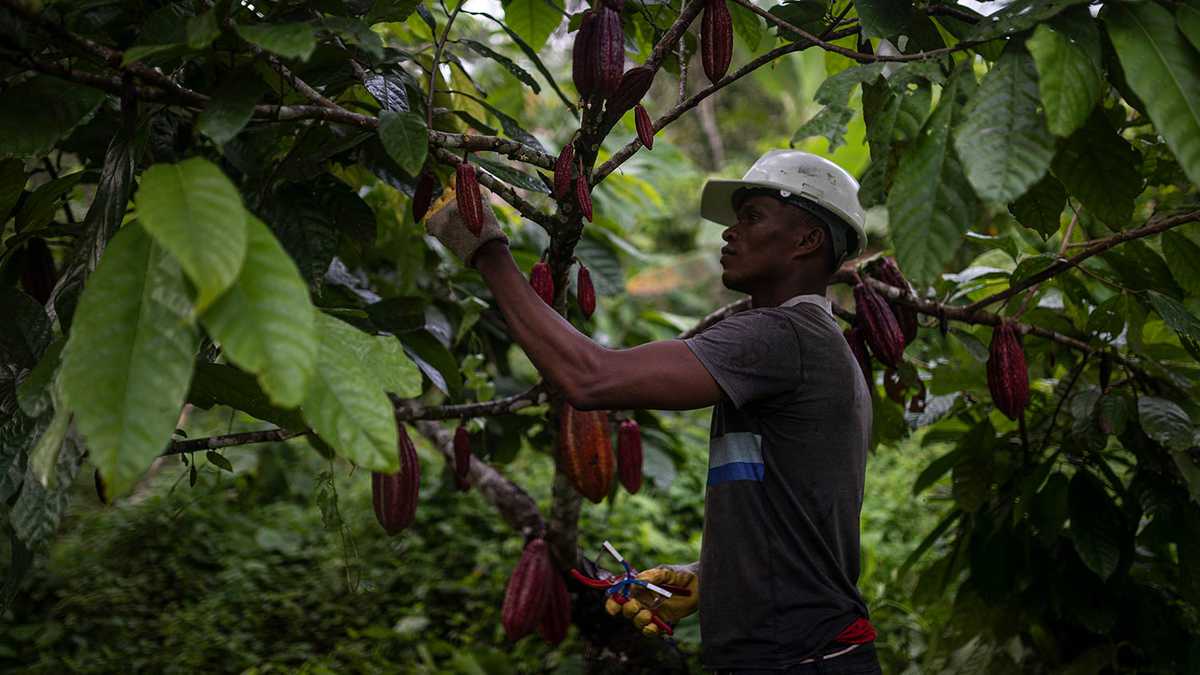 La comunidad teme que la aspersión afecte los cultivos lícitos que han sacado adelante, como el cacao.