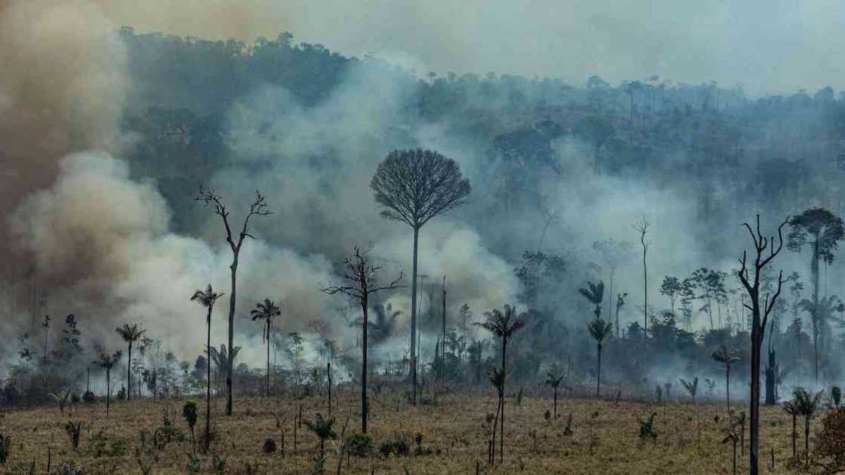 El bosque primario de Brasil también sucumbió ante los incendios del mes de agosto. Foto: Víctor Moriyama/Greenpeace.