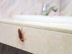 Entienda la gravedad del problema y adquiera conocimientos sobre diversas estrategias para enfrentar la invasión de cucarachas en su baño.