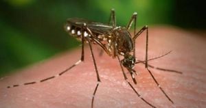 El mosquito Aedes aegypti transmite puede transmitir el dengue, chikungunya, zika y fiebre amarilla. Foto: Getty Images