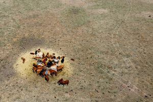 Las vacas comen paja y ensilado de hierba que normalmente es un alimento de invierno en una granja en Harpole, cerca de Northampton, Gran Bretaña, el 10 de agosto de 2022. Foto REUTERS/Andrew Boyers