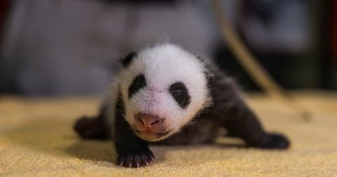 Panda macho nacido en Zoológico de Washington
