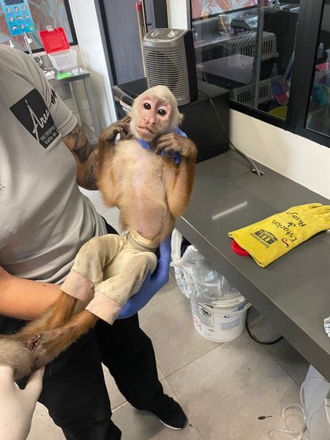 El mono presentaba graves lesiones en su cuerpo como producto de las condiciones de su cautiverio.