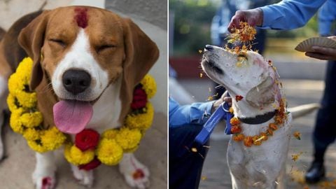 Kukur Tihar, homenaje en Nepal a los perros