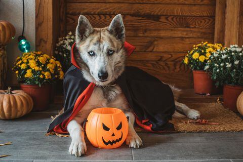 Mascotas, disfraz, perro, halloween, ropa