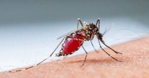 La malaria o paludismo se transmite entre los seres humanos a través de mosquitos hembras del género Anopheles, cuyas 465 especies formalmente reconocidas habitan prácticamente en todo el mundo. Foto: Getty Images