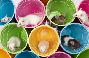 Un video se hizo viral en redes sociales, donde decenas de ratas se bañan en un fregadero de una peculiar forma. Imagen de referencia: Getty Images