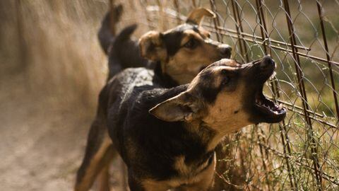 La rabia es una amenaza silenciosa que puede afectar a los perros y poner en peligro la salud pública.