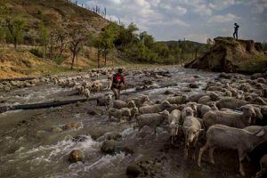 Un pastor de Cachemira junto con su rebaño de ovejas cruza un arroyo mientras un joven revisa su teléfono móvil, detrás, en el pueblo de Harshan, 35 kilómetros al norte de Srinagar, Cachemira controlada por la India, el martes 18 de abril de 2017.  (AP Foto / Dar Yasin)  