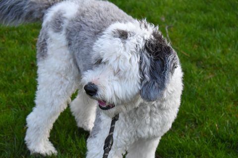 A Sheepadoodle Puppy In Grass With A Leash On