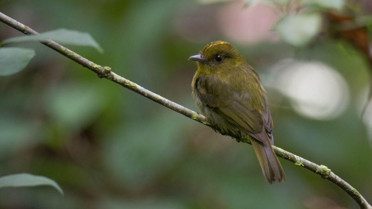 El sapayoa es uno de los pájaros encontrados por la expedición, esta especie sólo había sido documentada en Córdoba una vez en 1949. Su color verde oliva y amarillento lo convierte en una ave difícil de avistar.