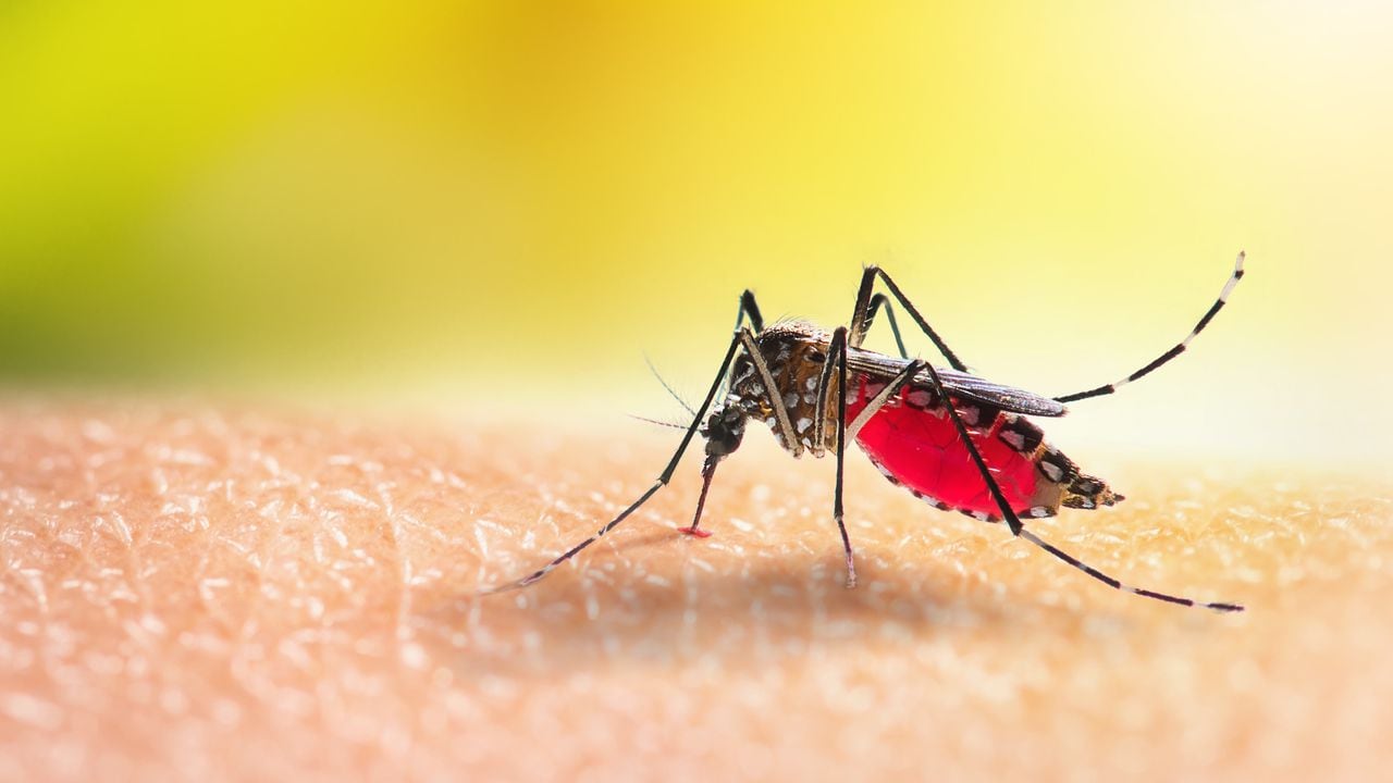 Aedes mosquitoe is sucking blood on human skin