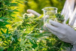 La evidencia científica sobre el cannabis medicinal y su efectividad para combatir el dolor crónico es cada vez más robusta.