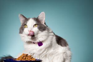 Una hermosa gata blanca y gris lamiendo su rostro mientras se toma un descanso de comer.