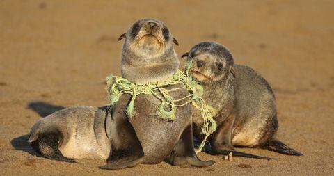 Animales marinos afectados por los plásticos en los océanos