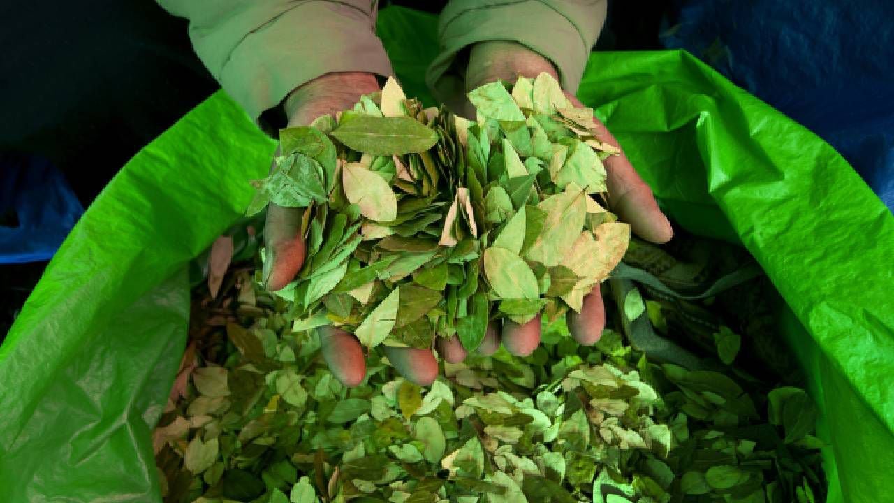 No hay una estimación exacta de la cantidad de hojas de coca que actualmente se exportan a EE.UU.