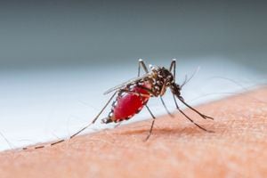 Un brote de dengue en Santander provoca gran alarma tras el fallecimiento de tres personas.