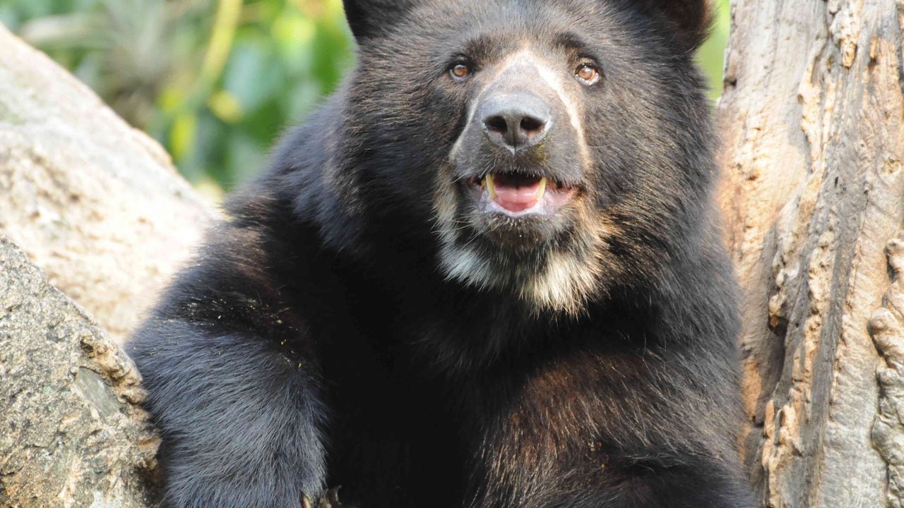 Aunque en el país no se tienen datos de esta emblemática especie, el oso de anteojos está presente en los bosques y los páramos de las tres cordilleras
