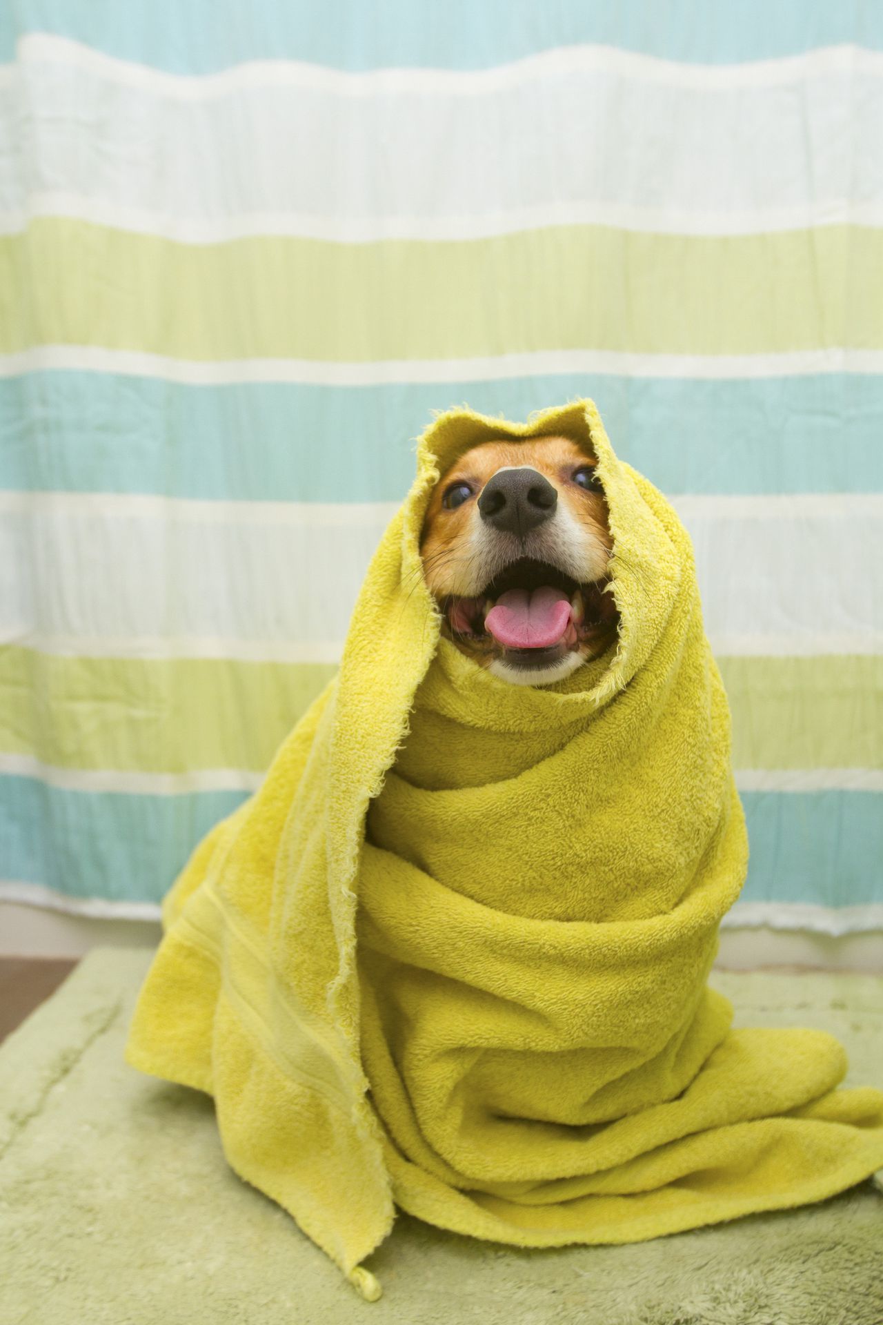 Un perro corgi galés Pembroke rojo y blanco súper feliz envuelto en una toalla, se sienta en una alfombra verde frente a la bañera con una cortina de ducha a rayas.