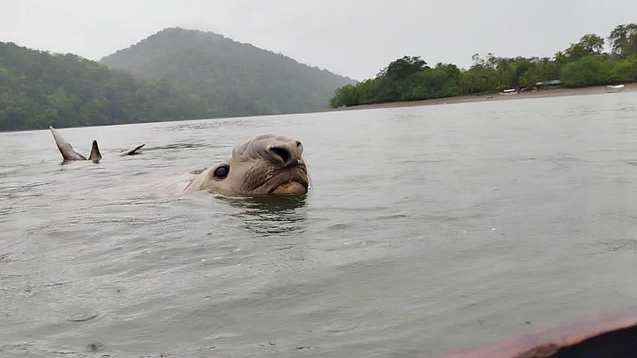 Los elefantes marinos han llegado a las aguas del Pacífico colombiano provenientes del sur del continente.