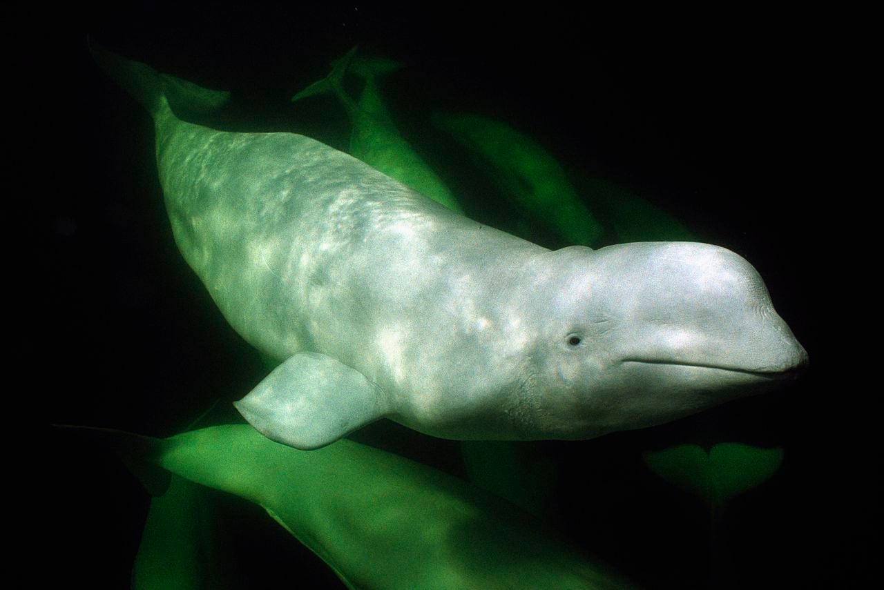 Las belugas son animales dóciles y mansos.