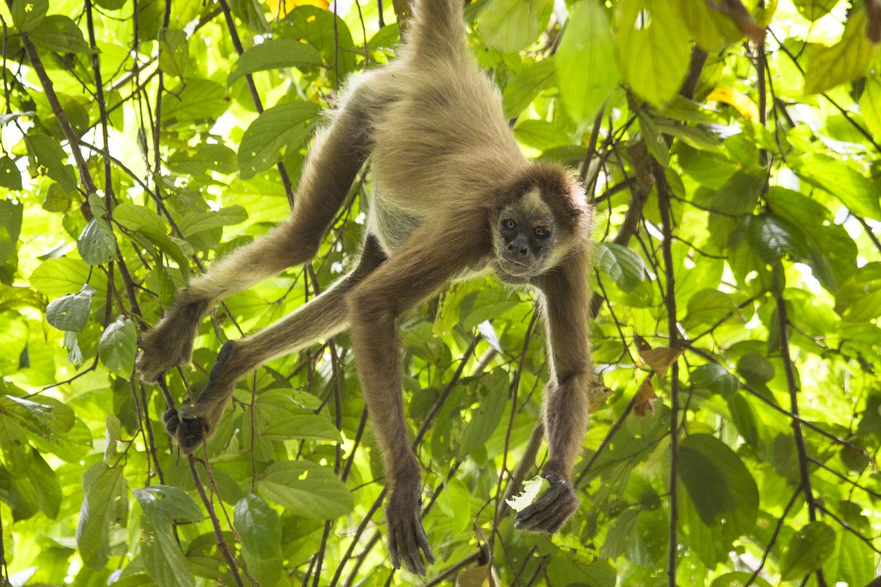 Salvando Primates documental