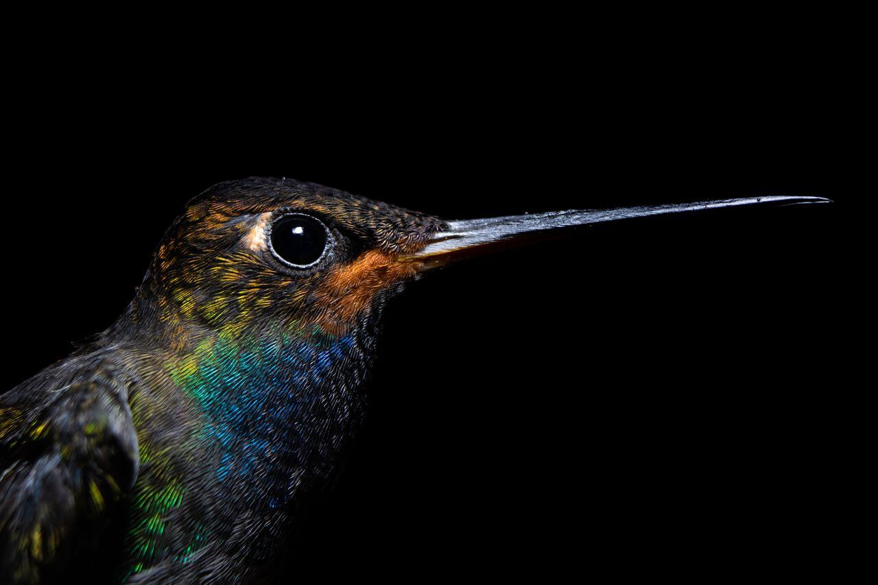 Urochroa bougueri, es el nombre científico de esta especie de colibrí.