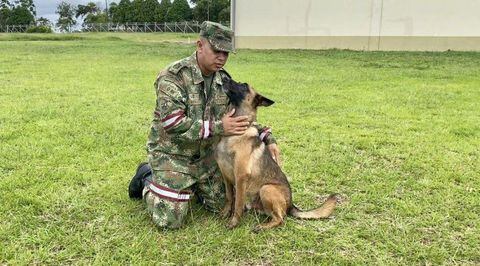 En medio del enigma, el Ejército se pronuncia: ¿Es Wilson el perro que deambula en Huila?