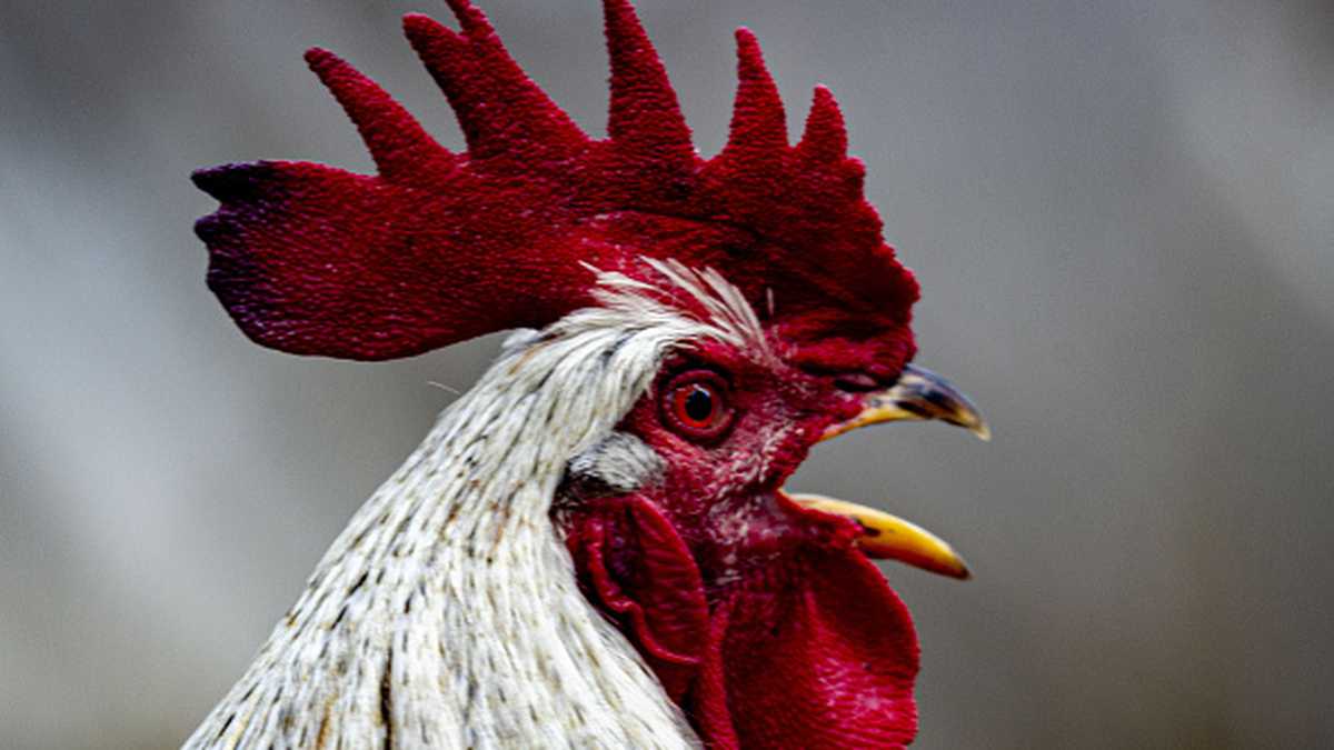 Según los denunciantes, el gallo cacarea entre 100 y 200 veces al día.